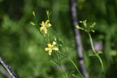 Menodora