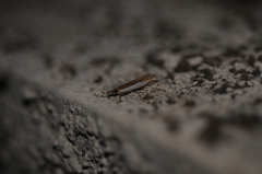 Crambus