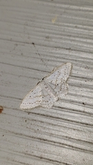 Idaea tacturata