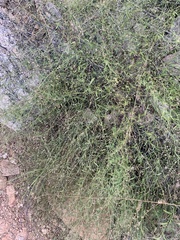 Evolvulus arizonicus