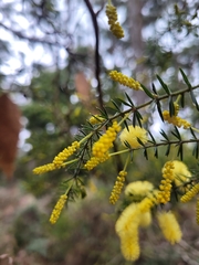 Acacia verticillata verticillata