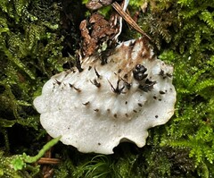 Peltigera polydactylon