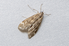 Hygraula nitens