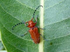 Tetraopes femoratus