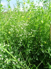 Eremogone longifolia