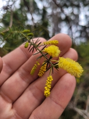 Acacia verticillata verticillata