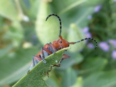 Tetraopes femoratus