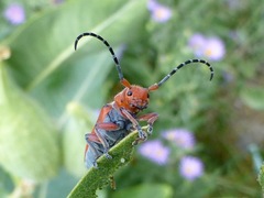Tetraopes femoratus