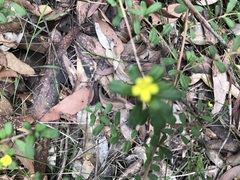 Hibbertia empetrifolia