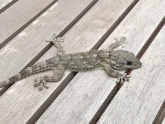 Tarentola mauritanica mauritanica