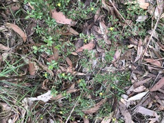 Hibbertia empetrifolia