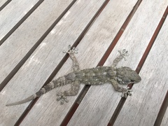 Tarentola mauritanica mauritanica