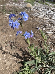 Hackelia velutina