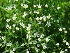 Eremogone longifolia