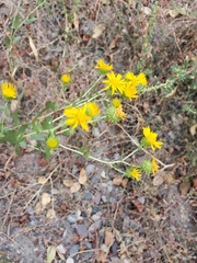 Grindelia squarrosa