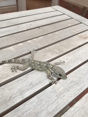 Tarentola mauritanica mauritanica