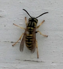 Vespula sulphurea