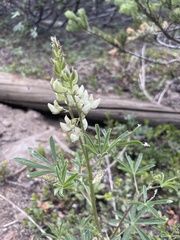 Lupinus albus