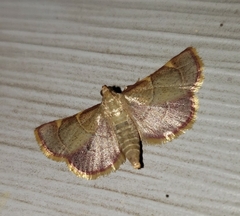 Hypsopygia binodulalis