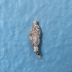 Phereoeca