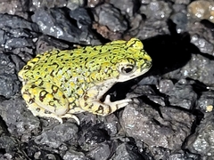 Anaxyrus debilis