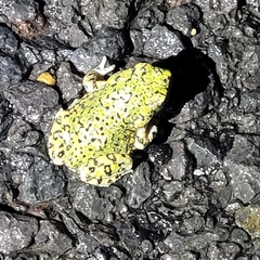 Anaxyrus debilis
