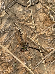 Promachus vertebratus