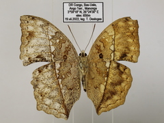 Harma theobene superna