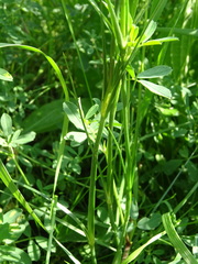 Eremogone longifolia