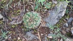 Coryphantha