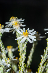 Olearia muelleri