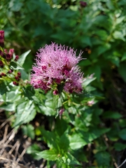 Ageratina occidentalis