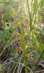 Neottia cordata