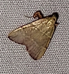 Parachma ochracealis