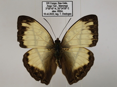 Cymothoe jodutta mostinckxi
