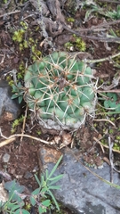 Coryphantha