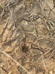 Promachus vertebratus