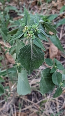 Euphorbia davidii