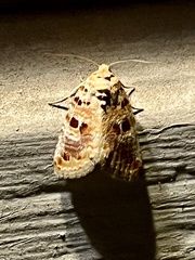 Diastema tigris