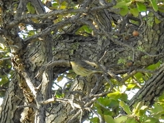 Setophaga coronata auduboni