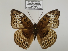 Euryphura chalcis chalcis
