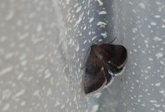 Galgula partita