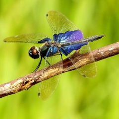 Rhyothemis triangularis