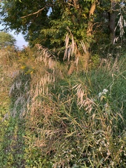 Bromus inermis