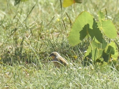 Setophaga coronata auduboni