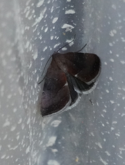 Galgula partita