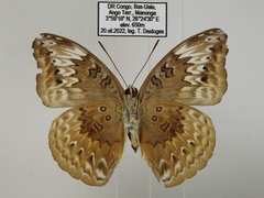 Euryphura chalcis chalcis