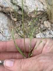 Urochloa arizonica