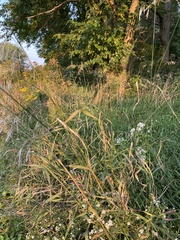 Bromus inermis