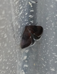 Galgula partita